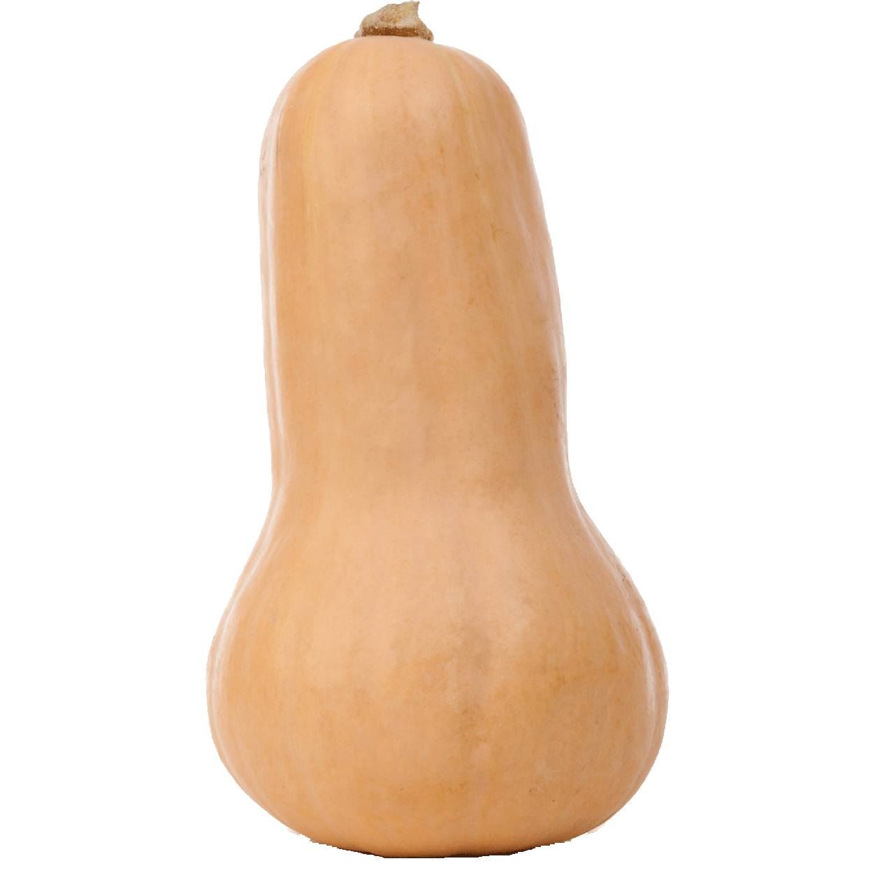 Butternut Squash Per Pound butternut-squash-per-pound