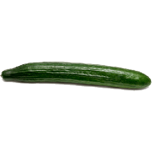 Golden Sun  english cucumbers 1ct