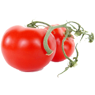 Suntastic  tomatoes on vine per pound 1lb