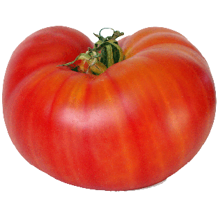 Sunset  tomato, beefsteak per pound 1lb