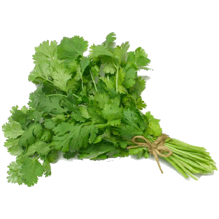 cilantro