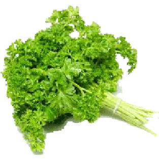 Little Bear  curly parsley (persil frisee) 1bunch
