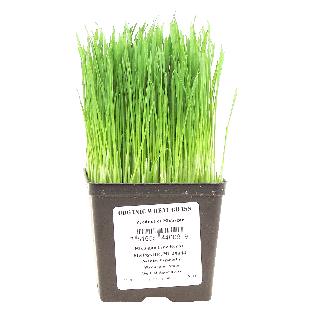 Michigan Fine Herbs  organic wheat grass 1.72pt