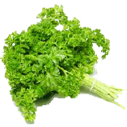 Little Bear  curly parsley (persil frisee) 1bunch